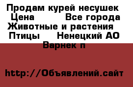 Продам курей несушек › Цена ­ 350 - Все города Животные и растения » Птицы   . Ненецкий АО,Варнек п.